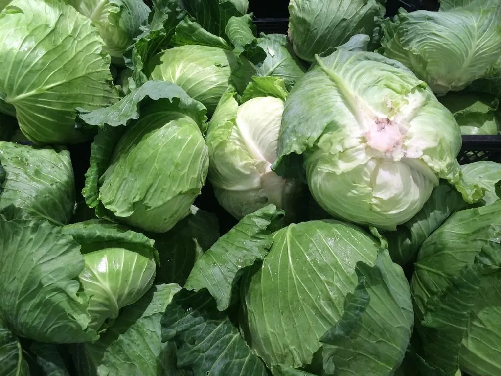 Fresh green cabbages