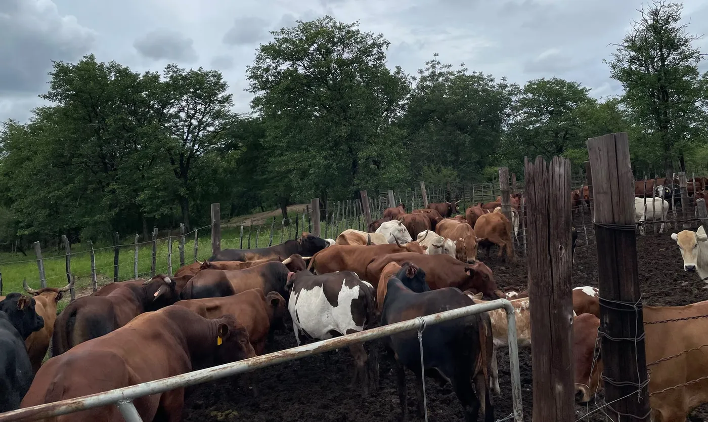 Nyoni's cattle gathered in a wooden kraal