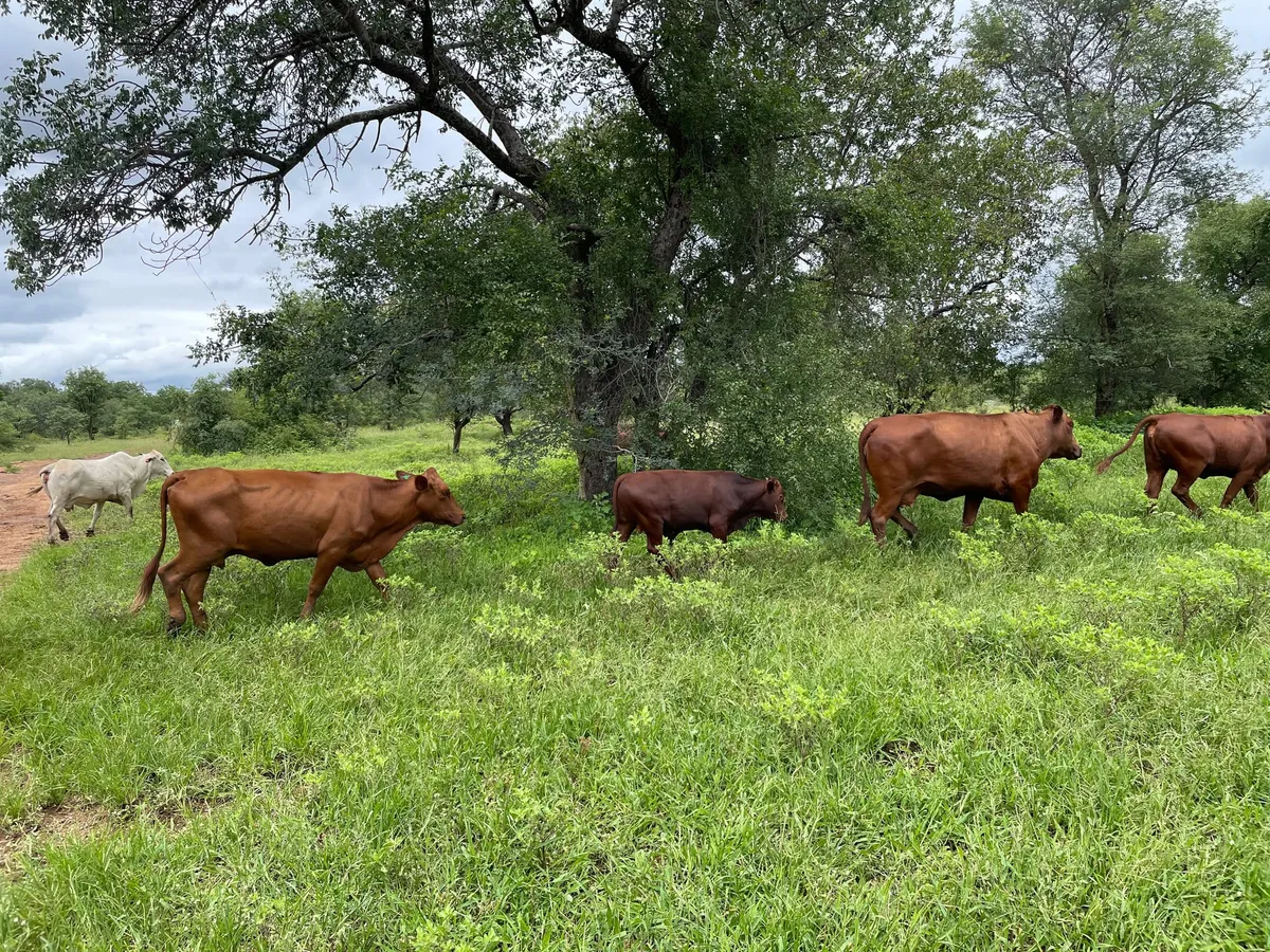 Nyoni's cattle walking in a line past a tree in green bushveld